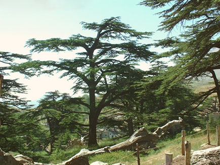 Cedars